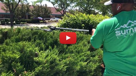 removing juniper bush with skid steer|how to cut juniper bushes.